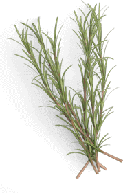 rosemary